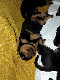 Cuccioli di rottweiler
