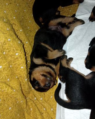 Cuccioli di rottweiler