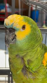 Pappagallo