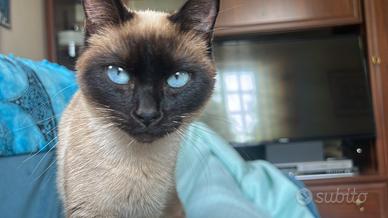 Siamese