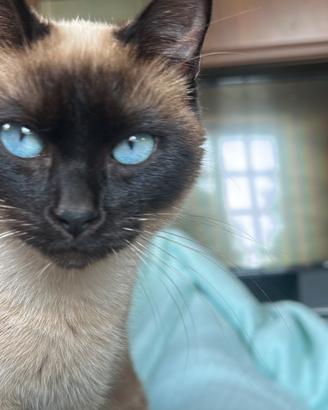 Siamese