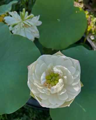 Rizoma rinvasato di fiore di loto Nelumbo Xuetao