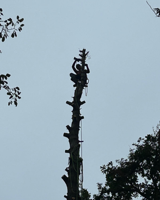 Tree Climber