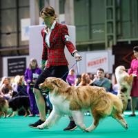Australian shepherd pastore australiano per monte
