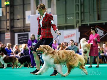 Australian shepherd pastore australiano per monte