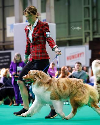 Australian shepherd pastore australiano per monte