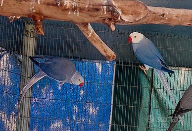 Parrocchetto dal collare viola cleartail