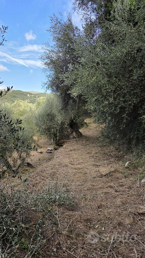 Terreno agricolo con uliveto - Vista 2