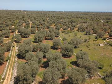Terreno Uliveto contrada Sfacilla