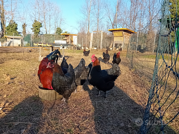 Trio Marans