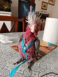 Cacatua rosa (Eolophus roseicapilla)