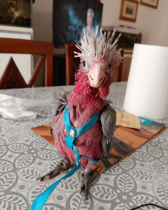Cacatua rosa (Eolophus roseicapilla)