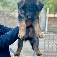 Cucciolo di pastore tedesco