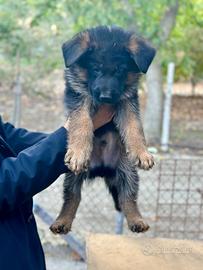 Cucciolo di pastore tedesco