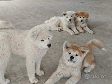 Cuccioli Akita Inu