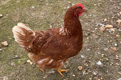 Galline rosse e bianche