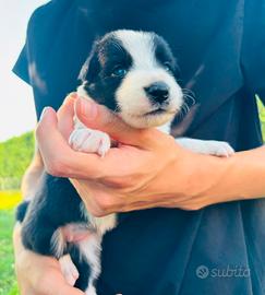 Cuccioli Border Collie linea da lavoro 
