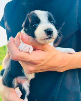 Cuccioli Border Collie linea da lavoro 