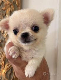 Chihuahua