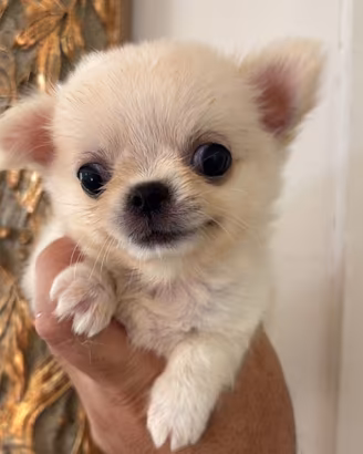 Chihuahua
