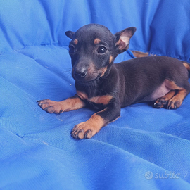 Pinscher Toy