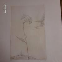 Incisione di Colombotto Rosso