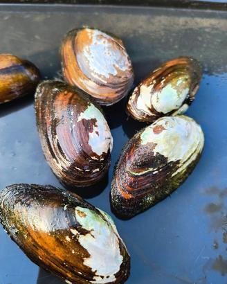 Cozze d'acqua dolce - laghetto