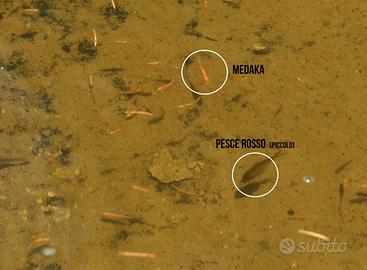 Pesci rossi e Medaka