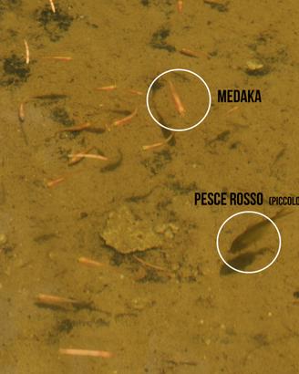 Pesci rossi e Medaka