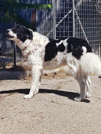 Mix Pastore Maremmano/Border Collie in adozione