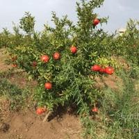 Piantine di Melograno