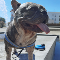 Maschio bulldog francese blu merle