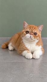 Gatti Persiani e Exotic