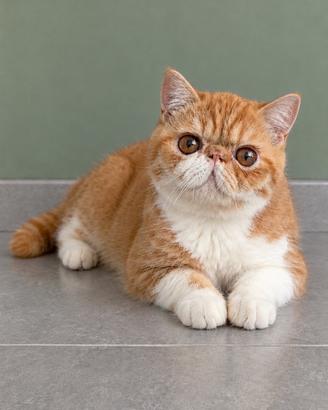 Gatti Persiani e Exotic