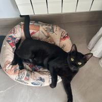 Nike gattina 10 mesi