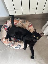 Nike gattina 10 mesi