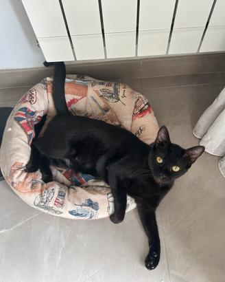 Nike gattina 10 mesi