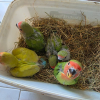 Inseparabili allevati a mano