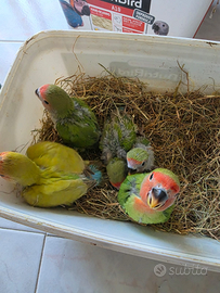 Inseparabili allevati a mano