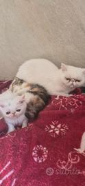 Exotic shorthair