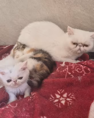 Exotic shorthair