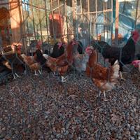 Uova polli e tacchini