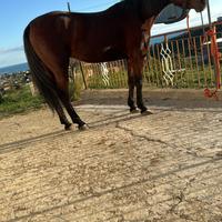 Cavalla