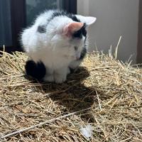 Micetto bianco e nero