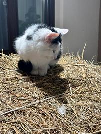 Micetto bianco e nero