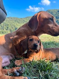 Cuccioli di Bassotto Nano