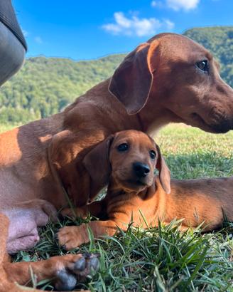 Cuccioli di Bassotto Nano