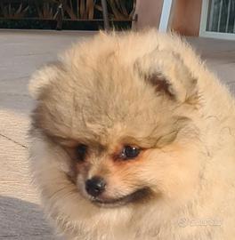 Cuccioli Spitz nano