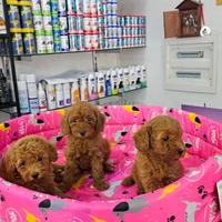 Cuccioli di barboncini red mini