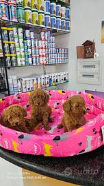 Cuccioli di barboncini red mini